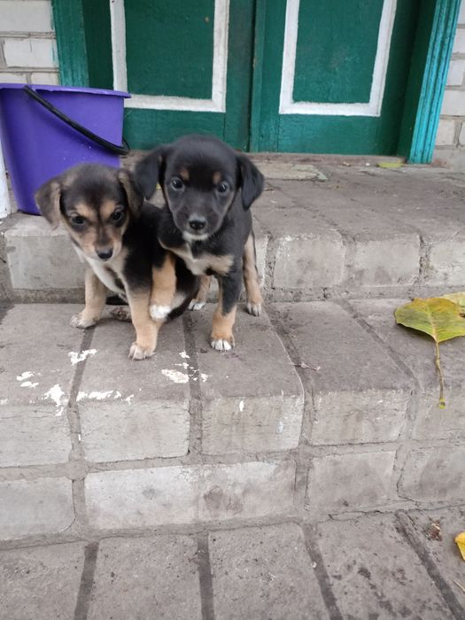 Цуценята песики щенки