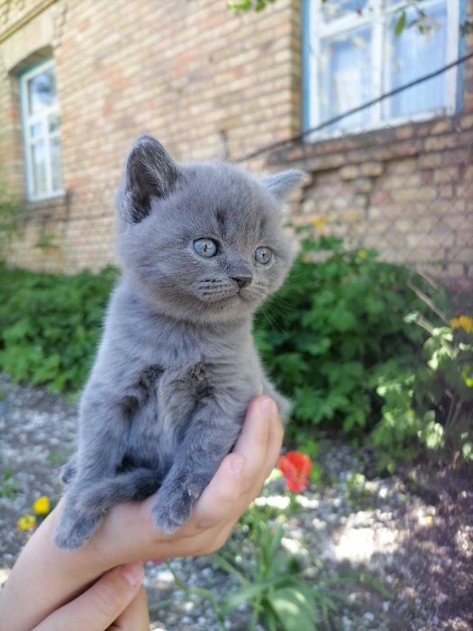 Шотландські кошенята