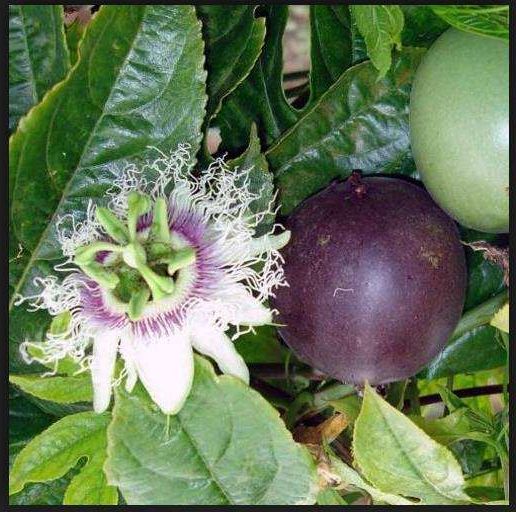 Plantas de Maracujá Roxo, Grande, Doce da Colômbia.