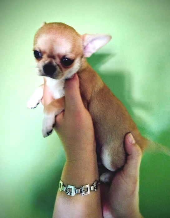 Chihuahua maleńka sunia gotowa na zmianę domu