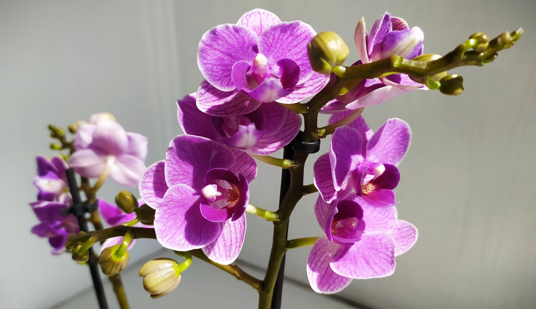 ОРХИДЕИ. Цветущая орхидея Violet Queen