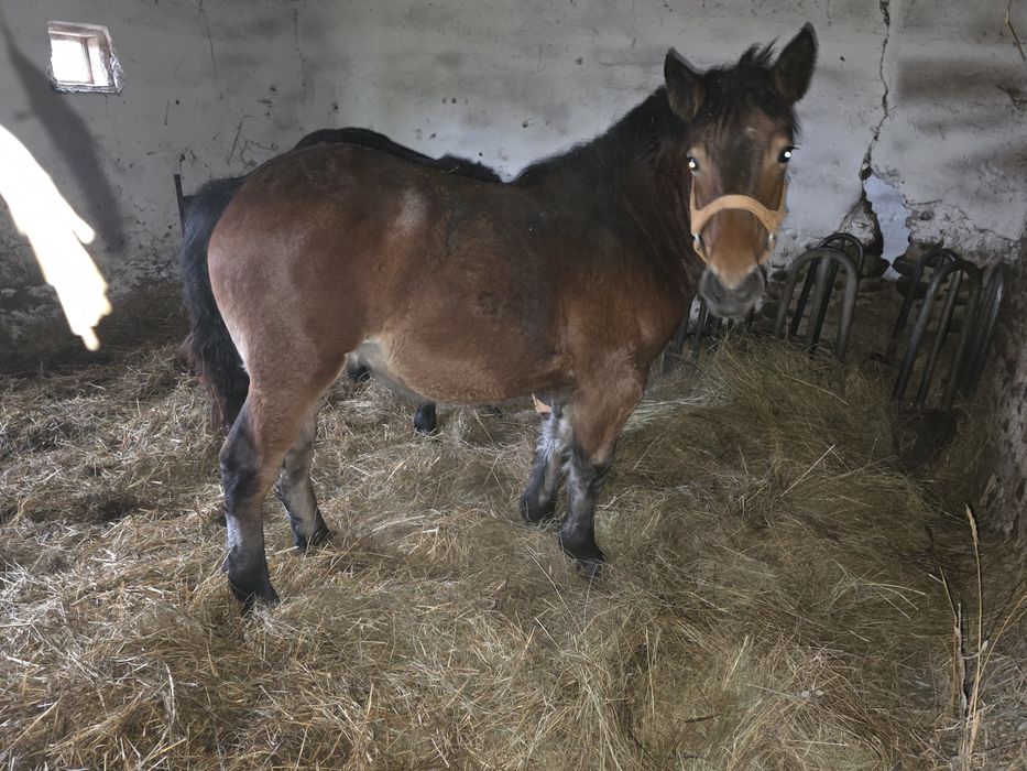Sprzedam źrebaki ogierka i źrebicę