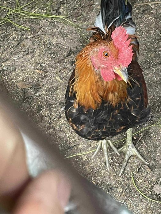 Koguty rasy Zielononóżka (18-tygodni)