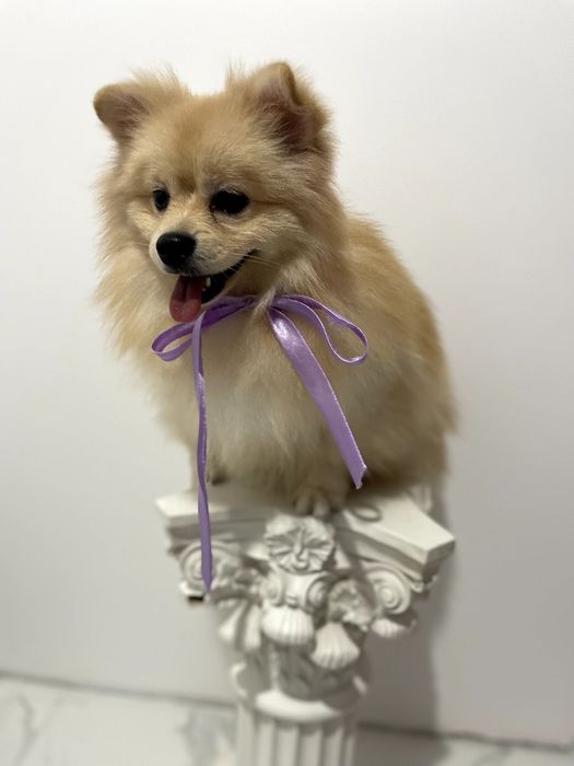 Всього 2 Чарівних Померанських шпіців