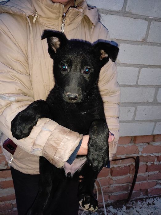 Щенок черной немецкой овчарки