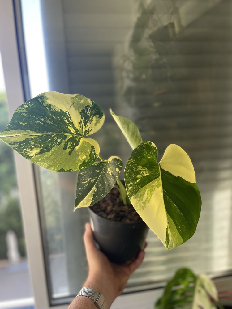 Planta Monstera aurea