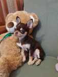 Chihuahua - piesek