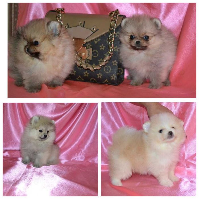 Сім цуценят Померанських Шпіців.