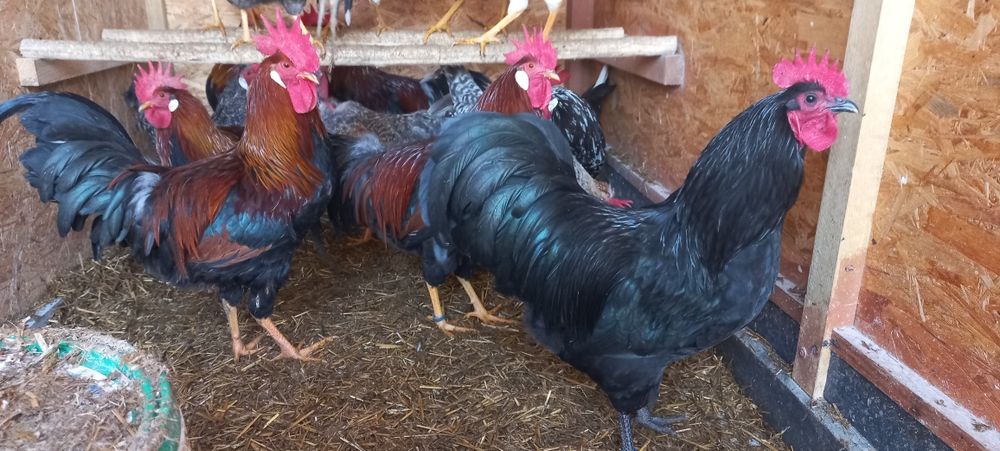 Jaja lęgowe Czubatki staropolskiej Barnavelder Australorp  Koguty