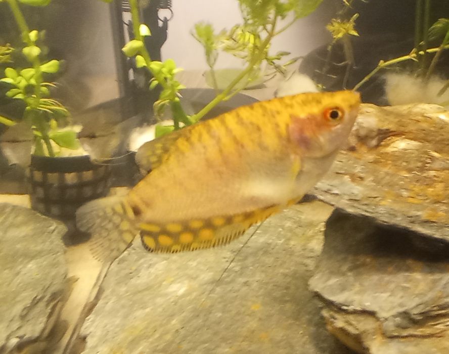 Gurami złote - złociste
