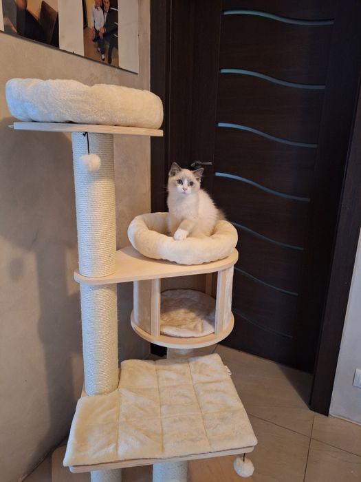 Kocurek Ragdoll - Lexus