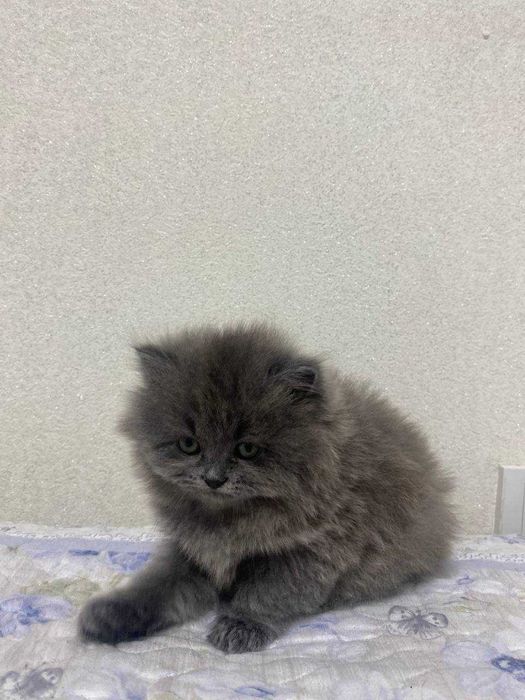 Котеня Британець