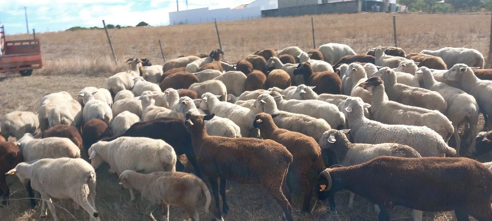 Rebanho de ovelhas paridas com borregos