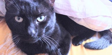 Stroszek zaginął czarny kot okolice przedszkola nr 51