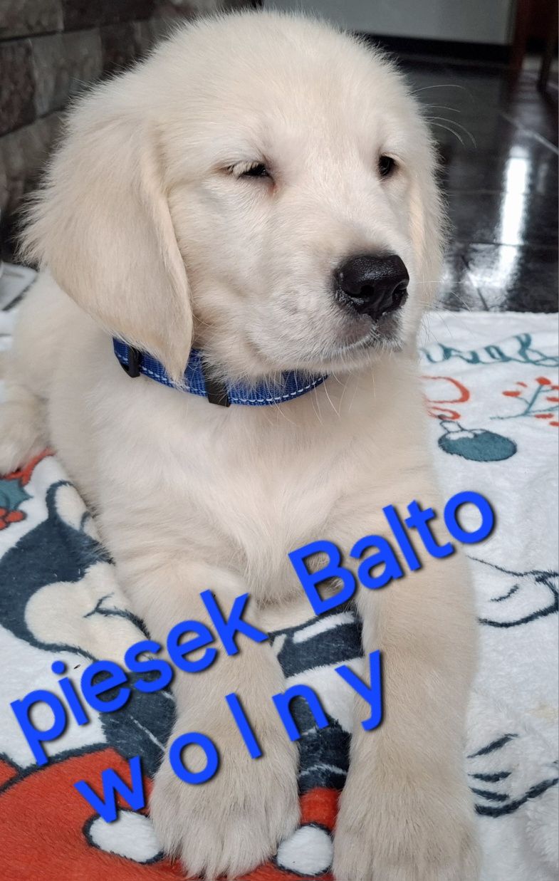 Mocny samiecGolden Retriever  do odbioru RODZICE w hodowli