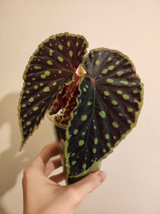 Chlorostica x Darthvaderiana Begonia