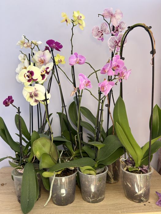 Орхидея отцветашка