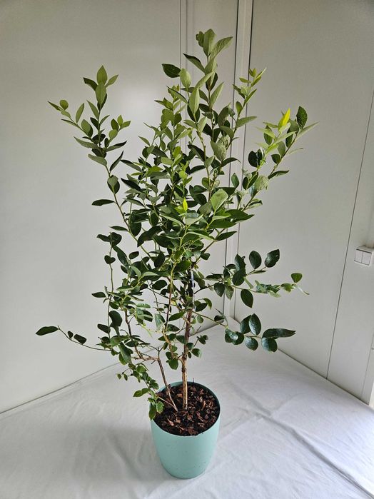Borówka amerykańska XXL Toro 130cm C7 – krzew owocowy + nawóz gratis