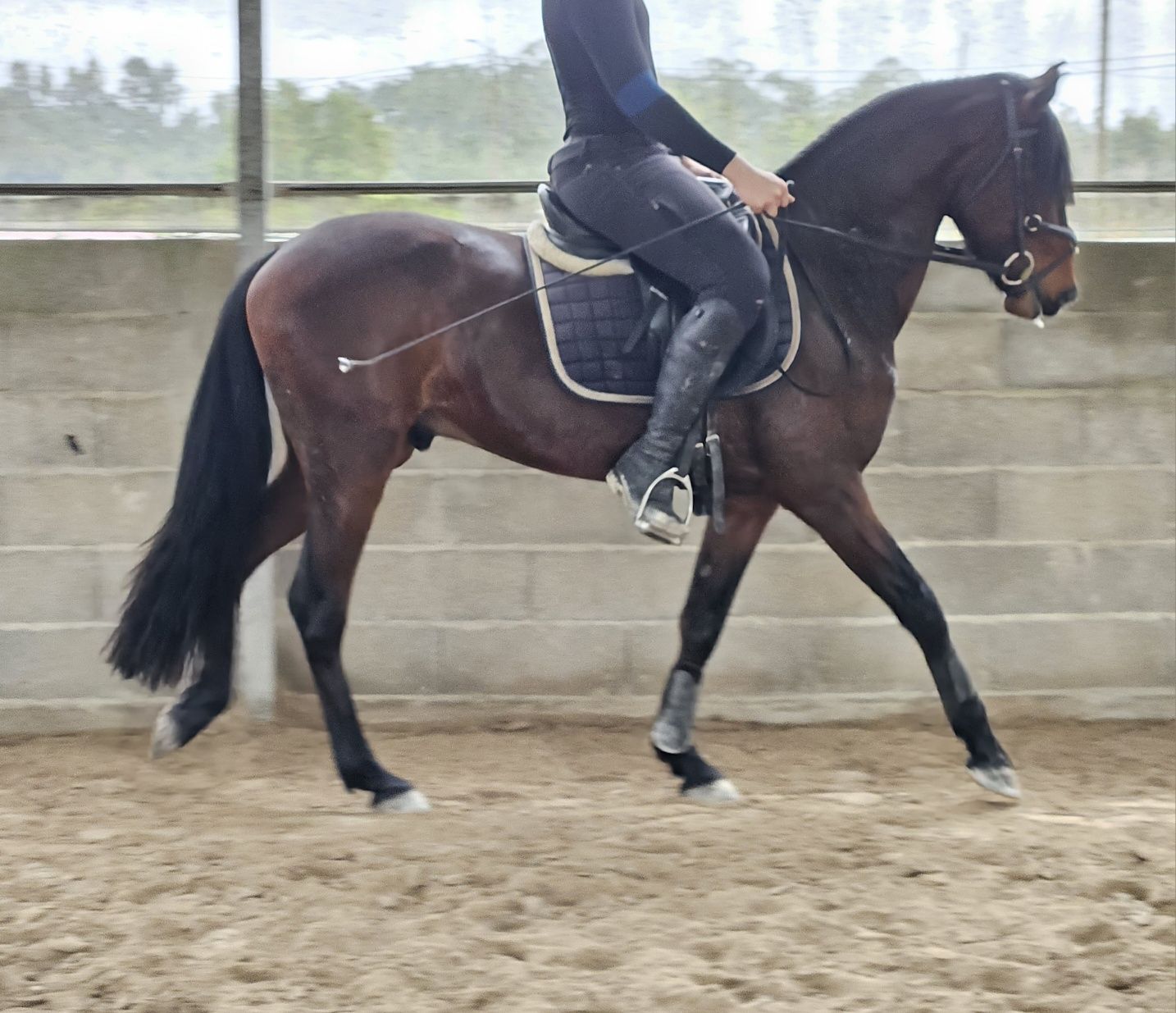 Poldro 4 anos Lusitano