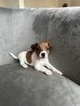 Jack Russell Terrier