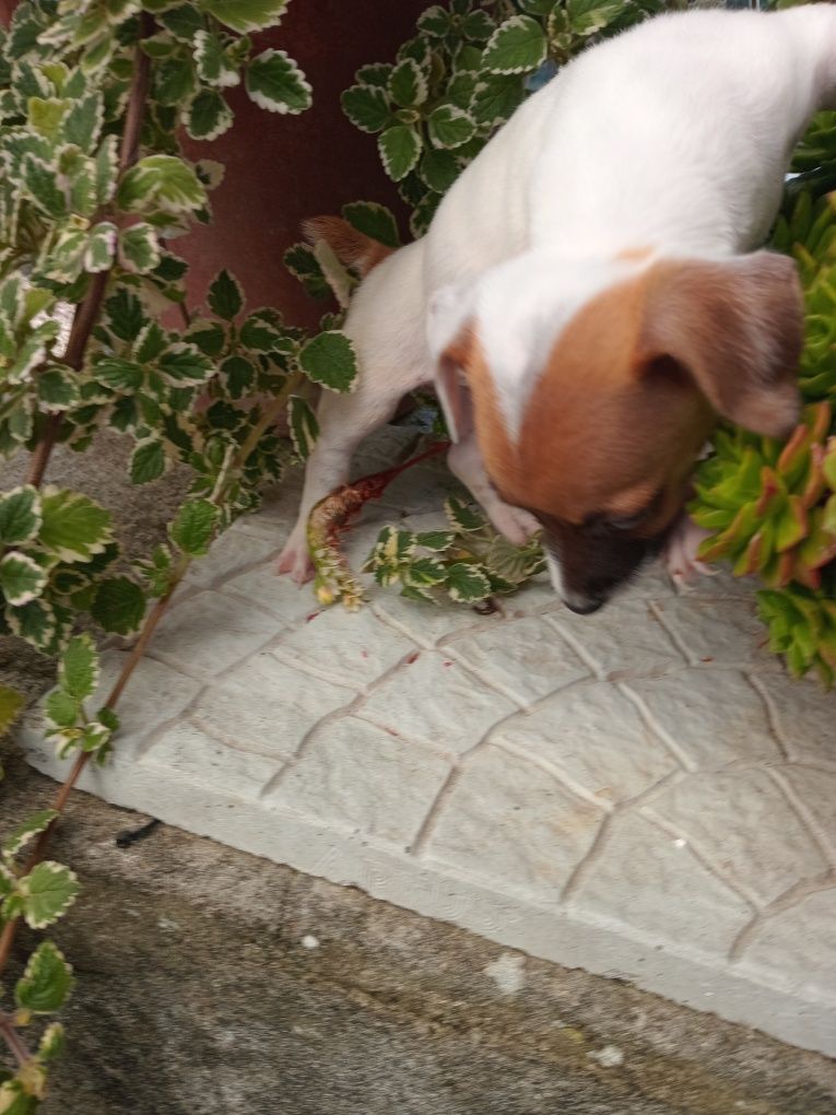 Lindo machinho jack russel  porte pequeno