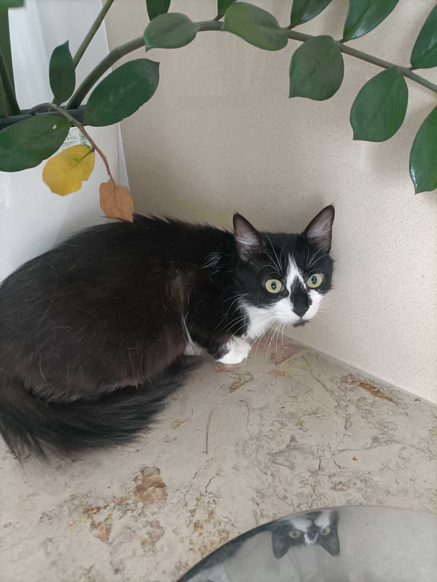 Setúbal / Margem Sul / Lisboa — MORGANA, gatinha para adoção