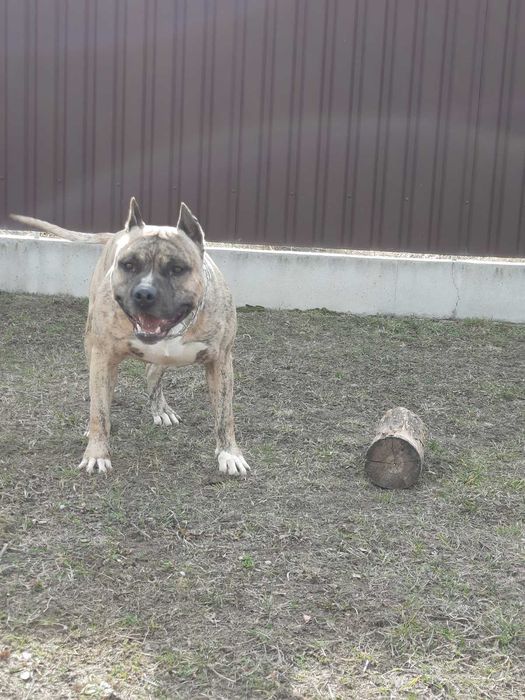 Вязка амстафф, хлопчик запрошує наречених