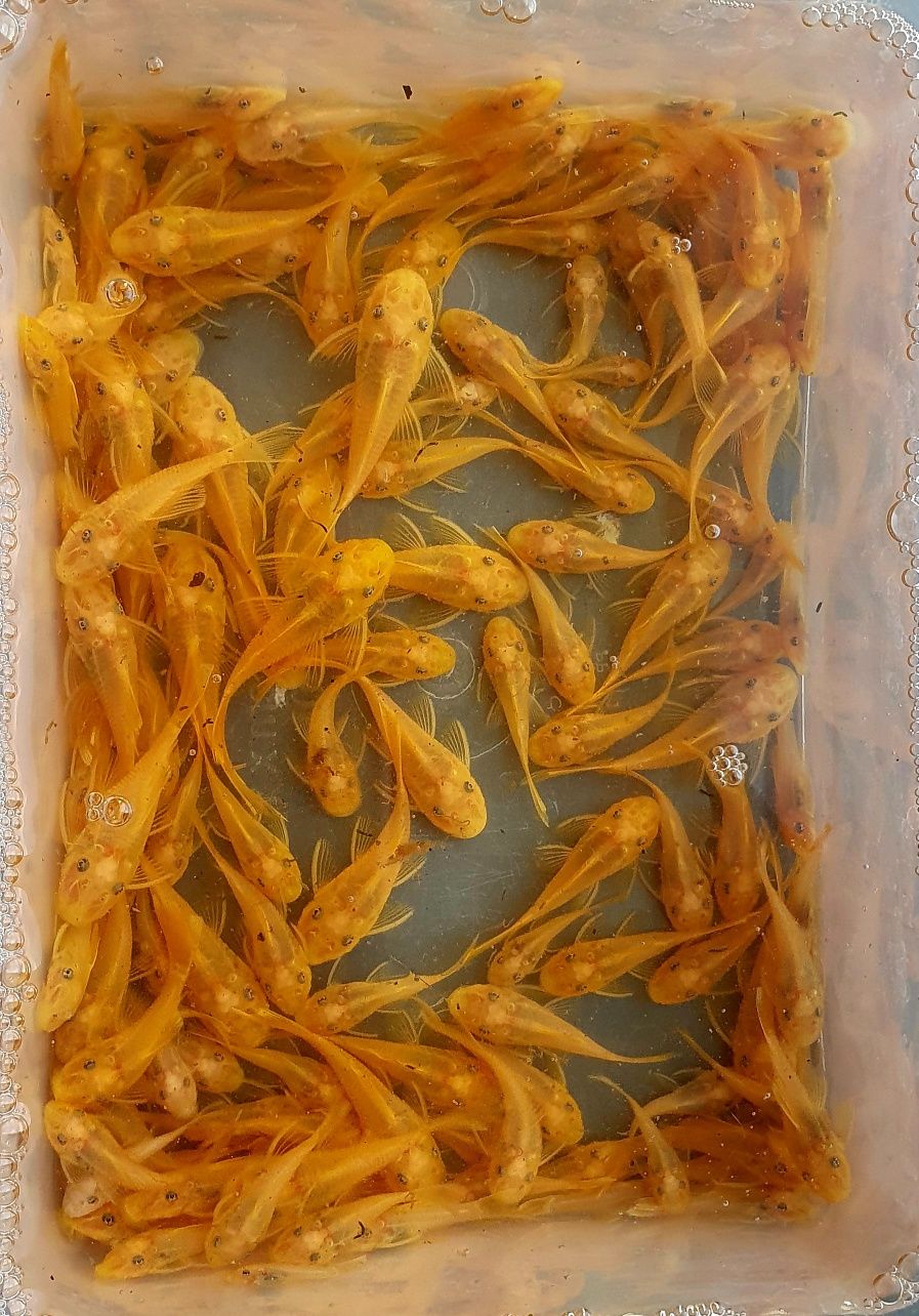 Ancistrus L144 Lemon Zbrojnik Glonojad Wysyłka