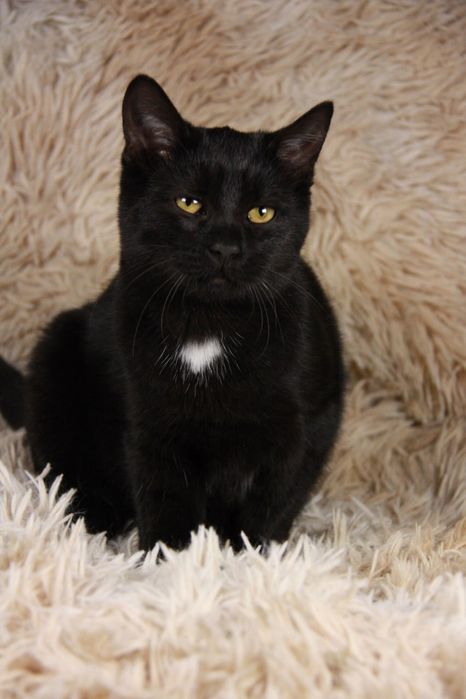 Кошеня Ремі, 5 міс