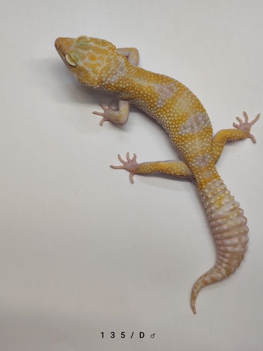 Gekony Lamparcie - Dorosłe Samce i Młode samiczki