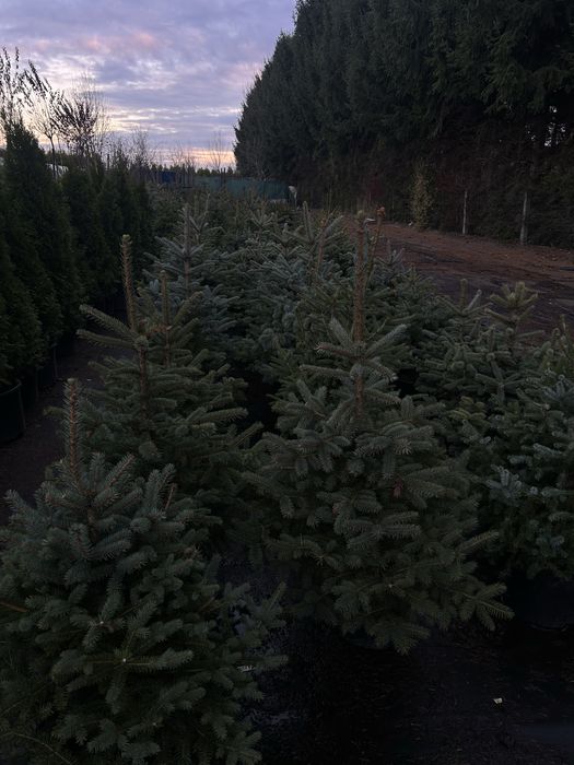 Choinka świerk zwykły srebrny