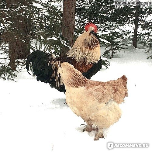 Мікс пасхальний м'ясо-яічної курки яйце інкубаційне