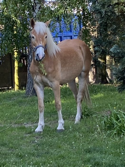 Sprzedam pięknego konia-bryczka gratis