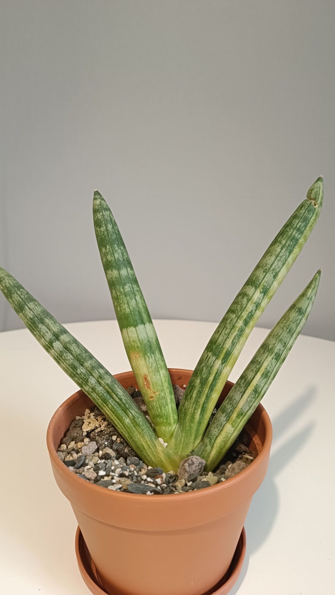 Sansevieria cylindrica var. patula Boncel Variegata