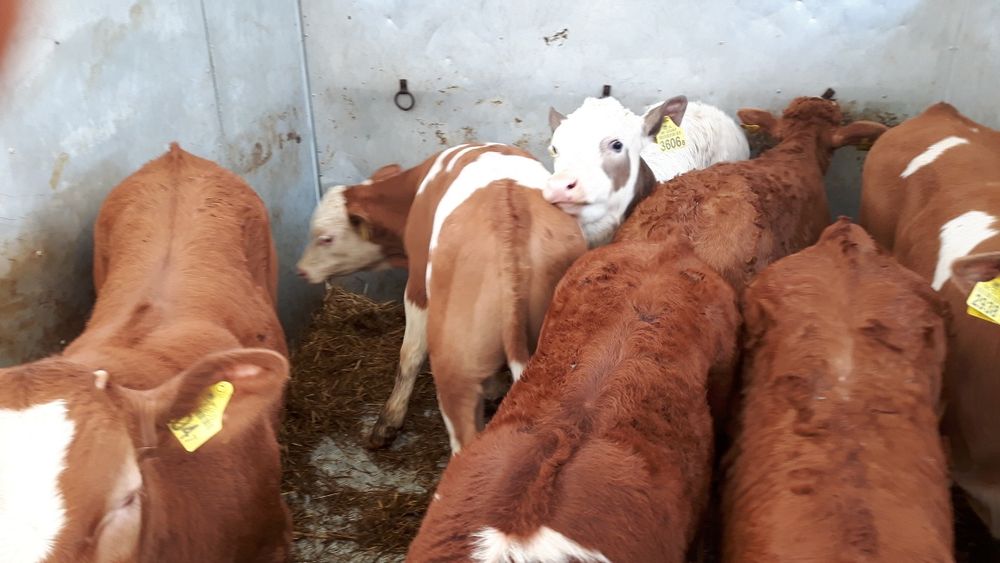 Byczki,Cielaki,Cielęta miesne