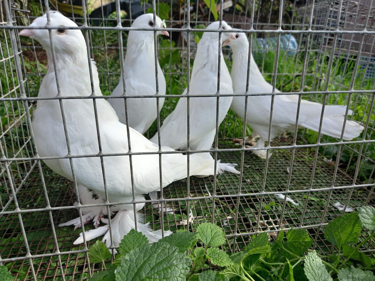 Голуби турецкая такла. Белые носочубые голуби.