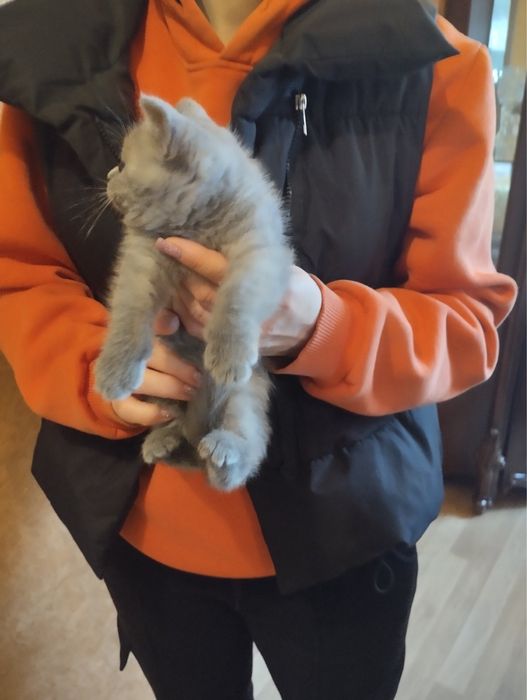 Продам кошенят Шотландців