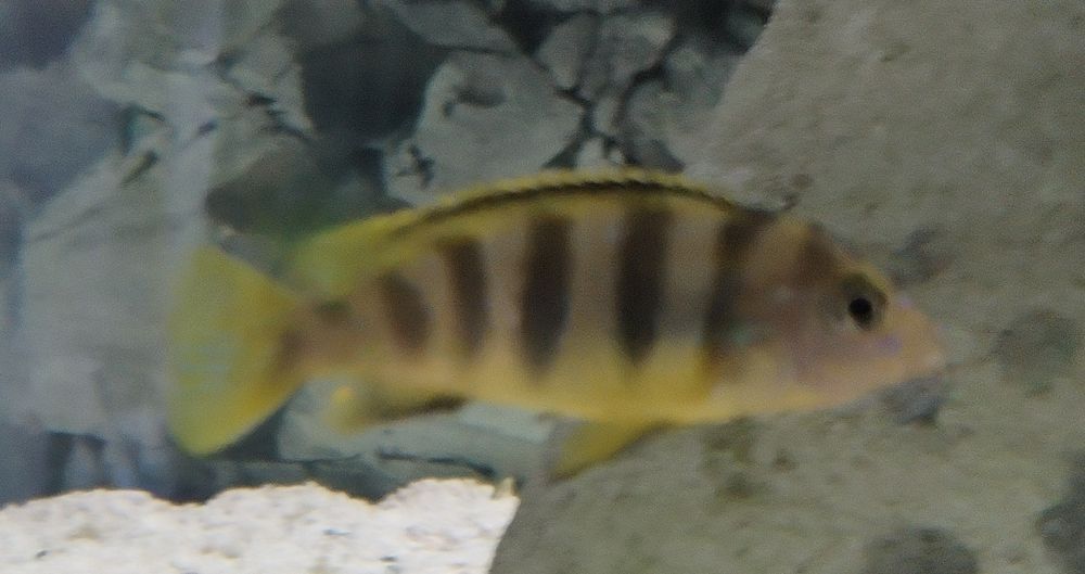 Crias Labidochromis sp Perlmut