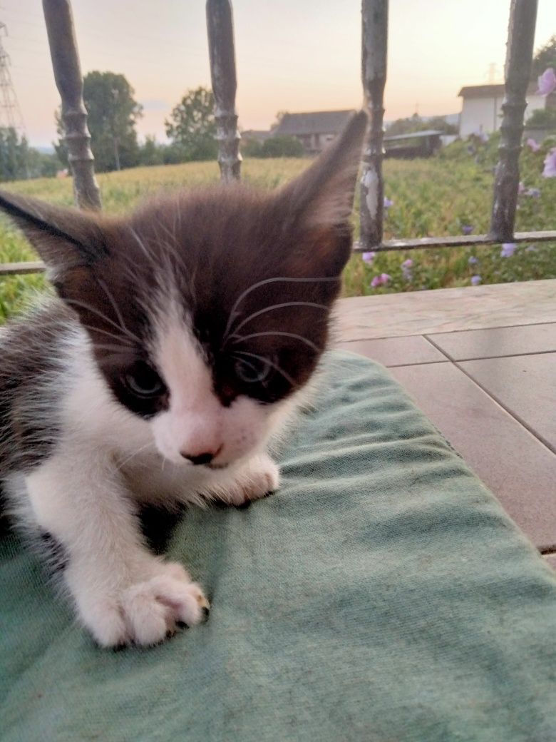 Da se gato 2 meses