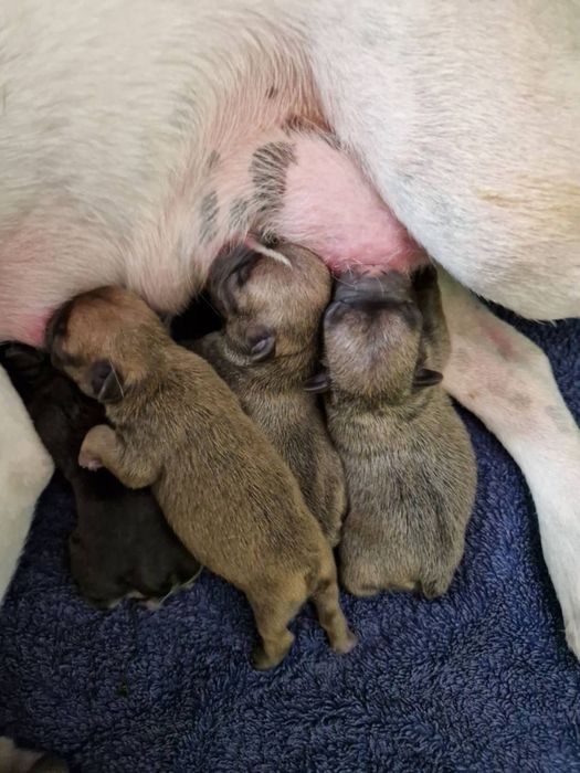 Вязка случка французский бульдог ищет невесту француз спаривание