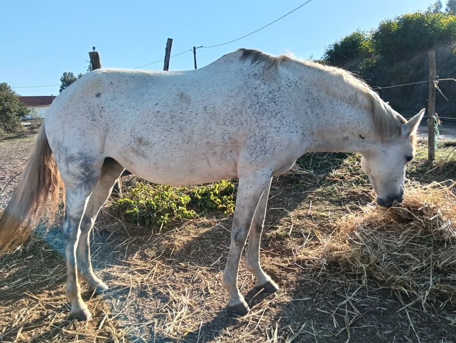 Égua russa e poldra castanha