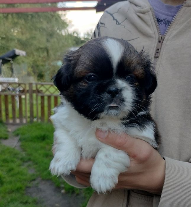 Piesek Shih Tzu.