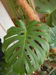 monstera deliciosa big form