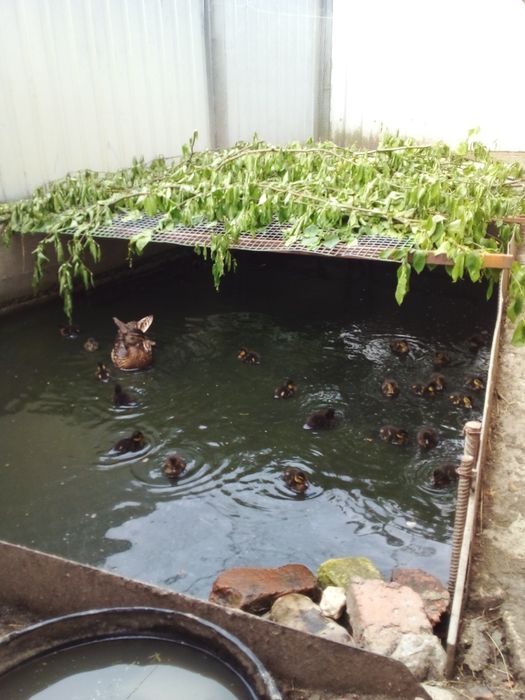 Продаю качки за 350 грн