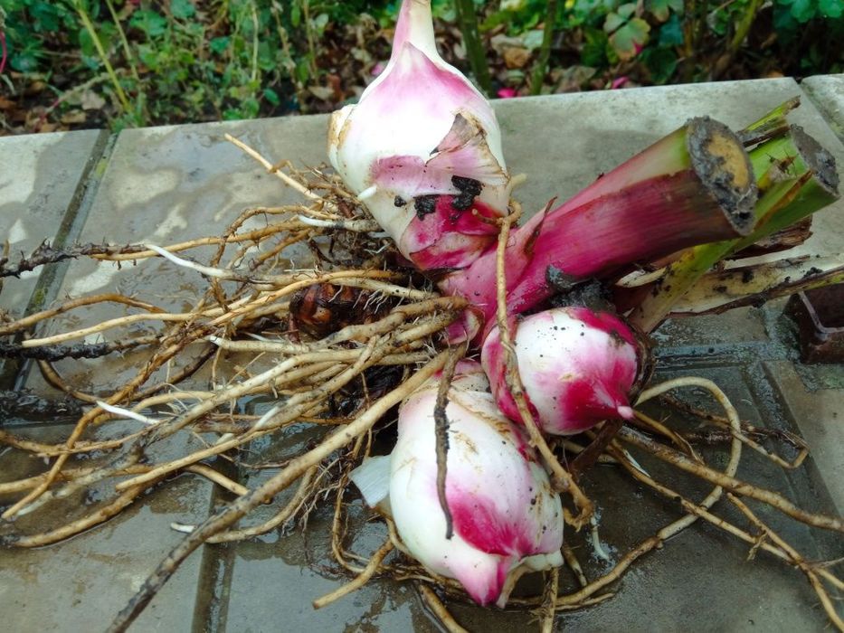 Канна Індійська, Canna Indica