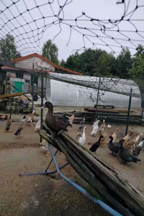 Sprzedam kaczki francuskie z czarną maską.