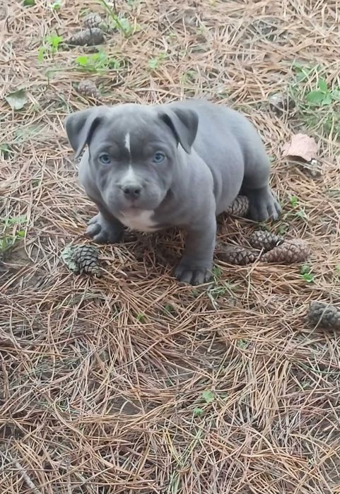 American Bully ABKC
