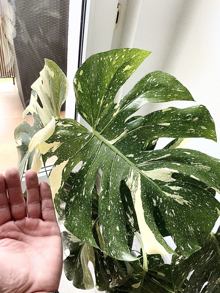 Monstera  Thai Constellation ( 1 )