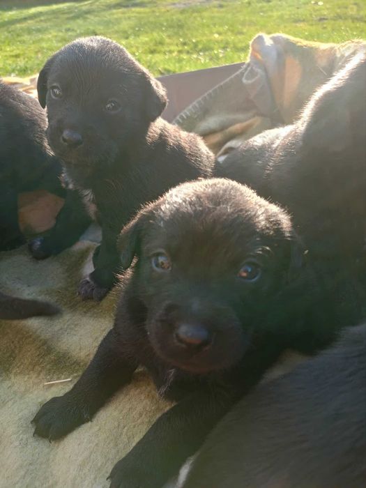 Szczeniaki labrador