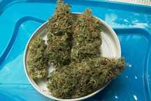 50 Gram Suszu AMNESIA Haze CBD Duże Topy Jakość Outdoor